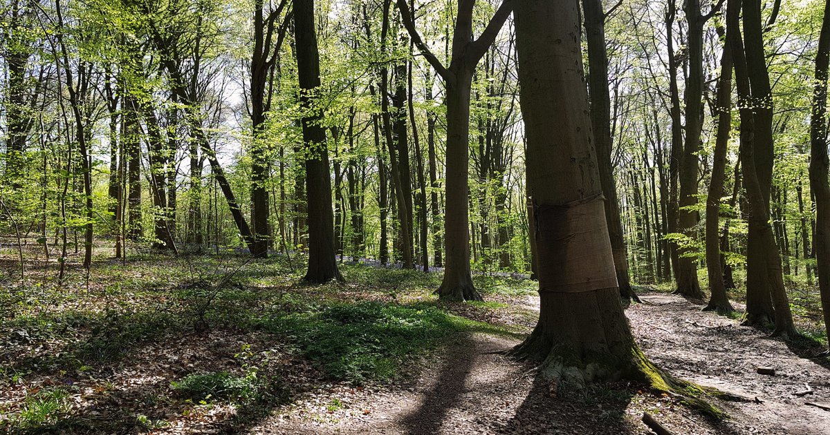 De mooiste boswandelingen | Routen